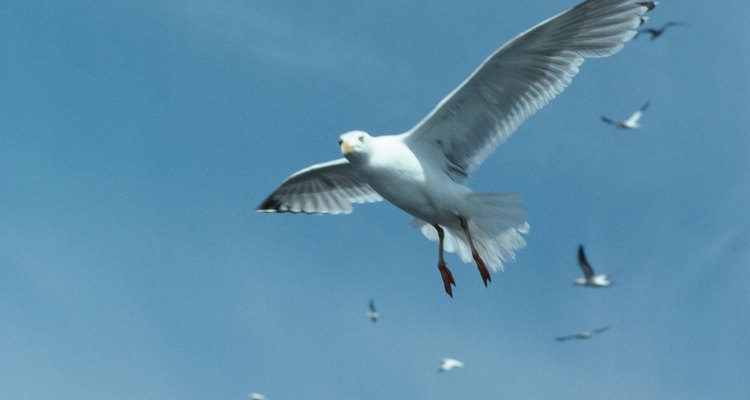 Las poblaciones de aves ayudan a mantener un ecosistema forestal.