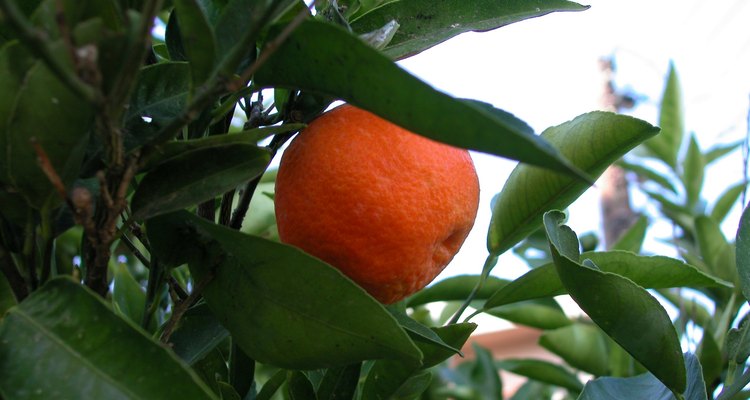 Tenha cuidado com os espinhos das árvores de tangerina