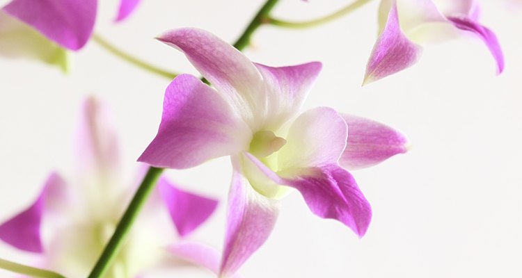 Las orquídeas u orquidáceas (nombre científico Orchidaceae) son una familia de plantas monocotiledóneas que se distinguen por la complejidad de sus flores.