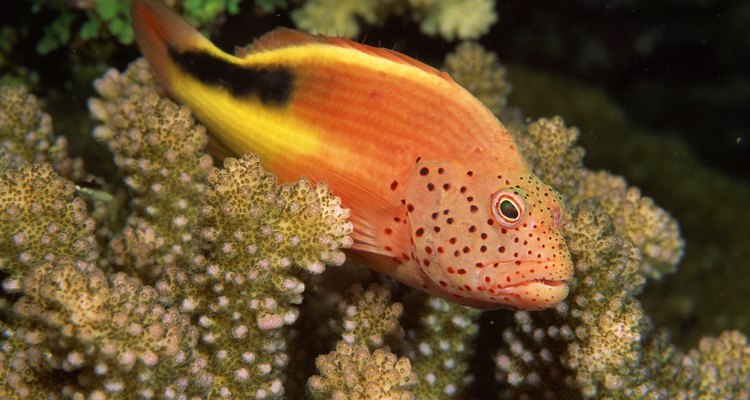 Phosphate and aluminium can jeapordize the health and stability of both freshwater and saltwater aquarium systems.