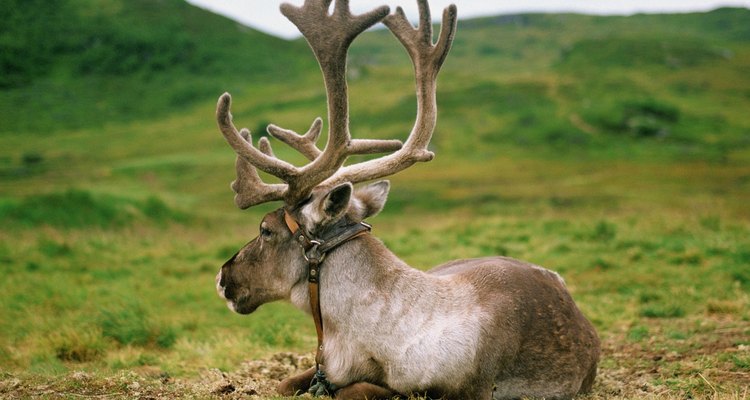 Close-up of a reindeer resting in a field, Norway