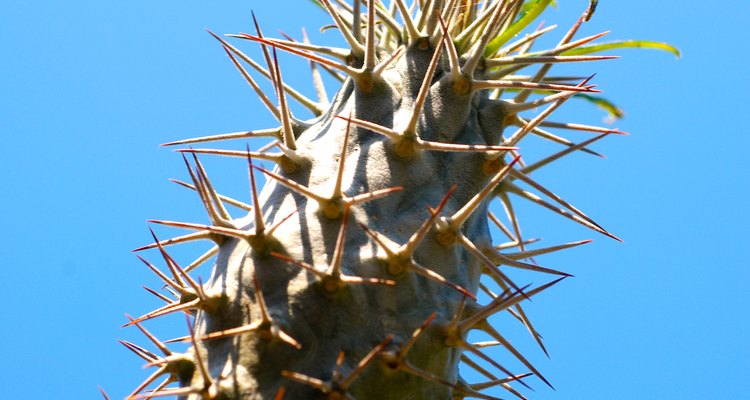 La corona de espinas se cultiva como planta de interior.