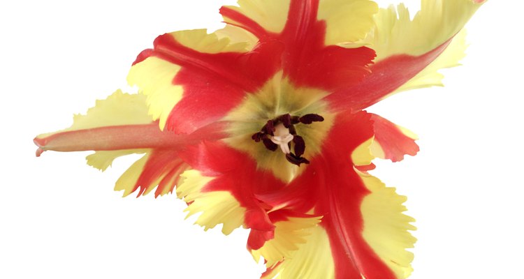 Los pétalos flexibles -casi danzantes- y los flecos son las características principales de un tulipán Papagayo.