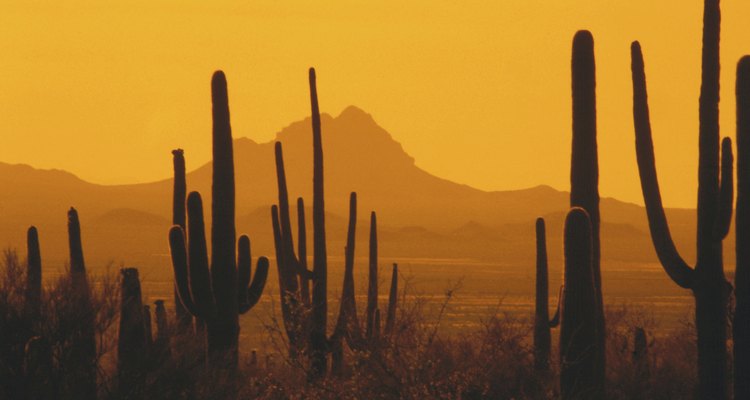 Un cactus es una planta del desierto, generalmente con espigas.
