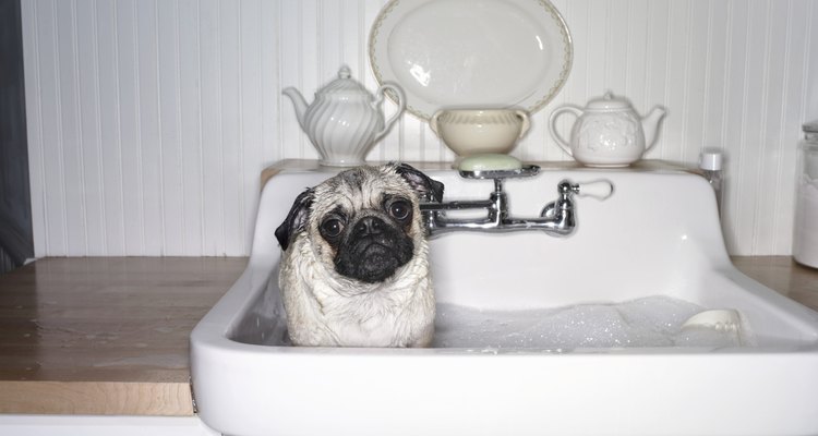 ¿Cuál es el mejor repelente para perros?
