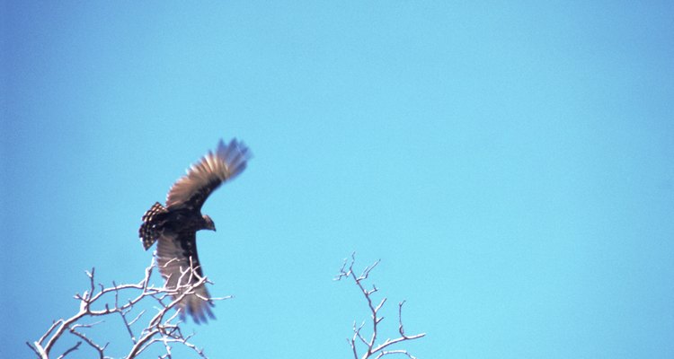 Micronisus es un género con sólo una especie de halcón.