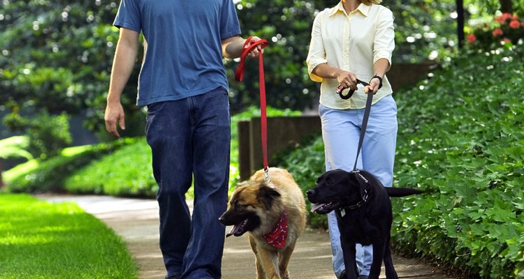 Couple walking dogs through park