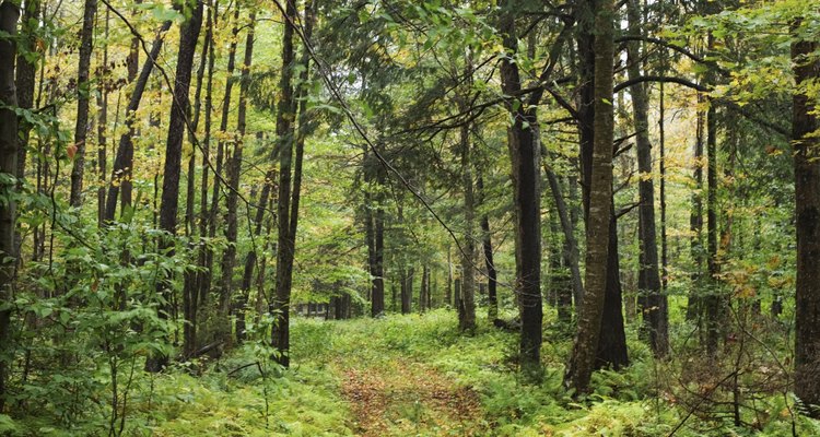 Para combatir la destrucción de los bosques por la invasión de los insectos, se aplican restricciones en las montañas Adirondack.