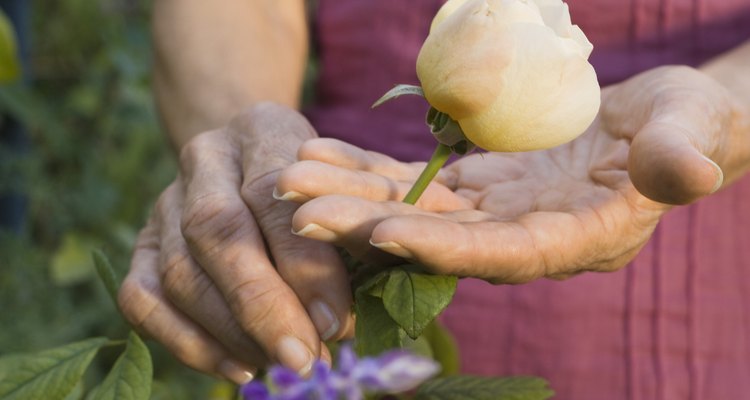 Hands holding flower