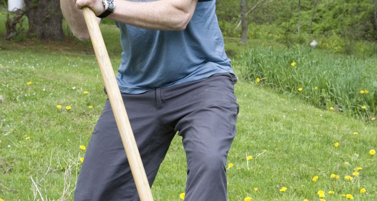 Saiba como plantar uma cerejeira adequadamente