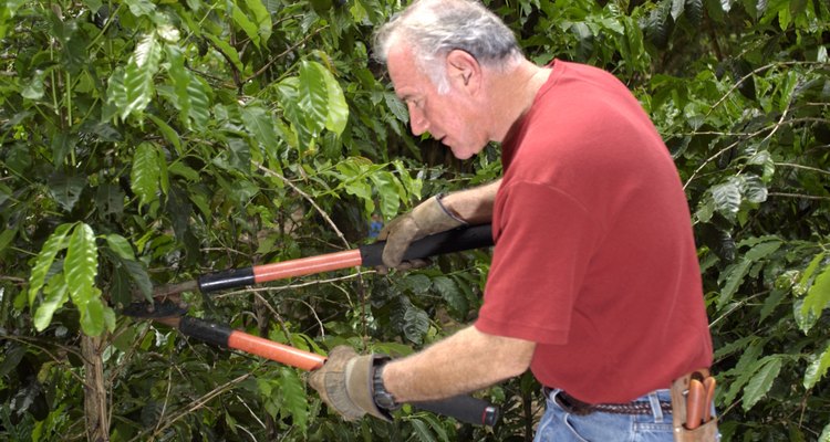 Loppers are required for stems over 1/2 inch in diameter.