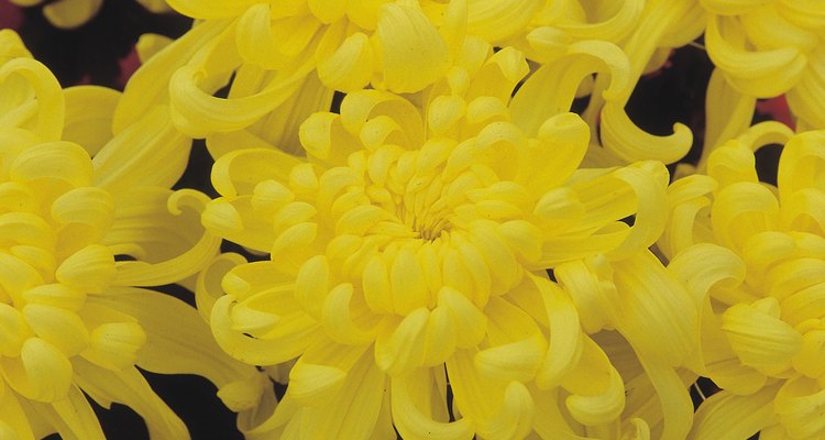 Sunny yellow dahlias brighten rock gardens.
