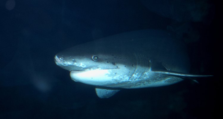 La carne de tiburón puede consumirse de distintas maneras.