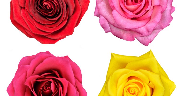 El color de las rosas simboliza virtudes, como el amor y la inocencia.