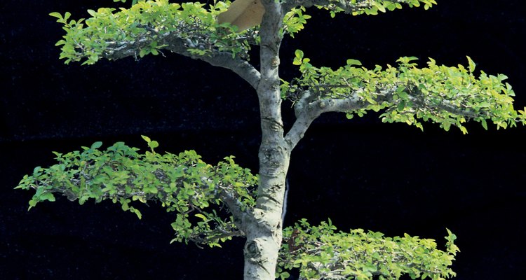 Buy locally raised bonsai plants.