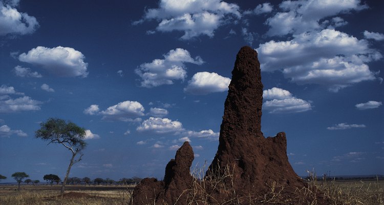 Los montículos de termitas en África pueden crecer varios metros.