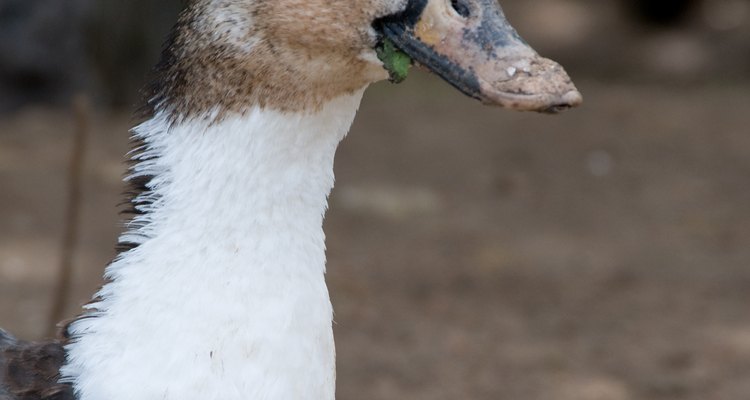 Runner ducks were domesticated from mallard ducks.