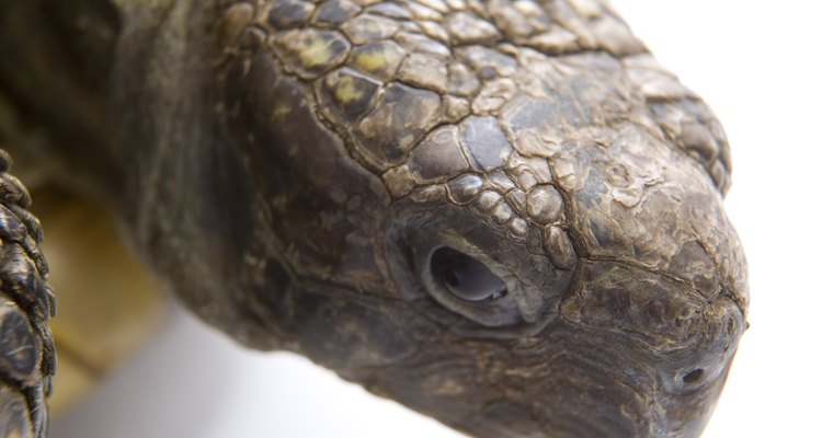 Tartarugas podem colocar ovos até quatros anos após o acasalamento