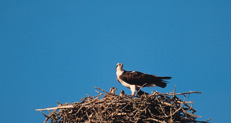 Las águilas pescadoras pueden también anidar en los postes telefónicos y otros lugares artificiales altos.