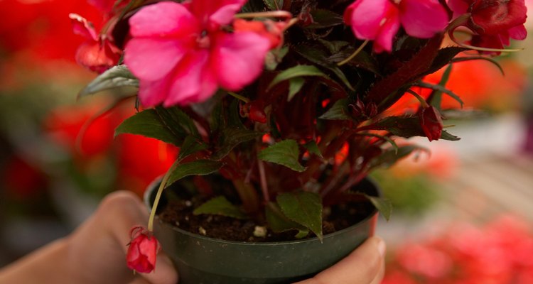 Protect your potted plants from destruction caused by birds.