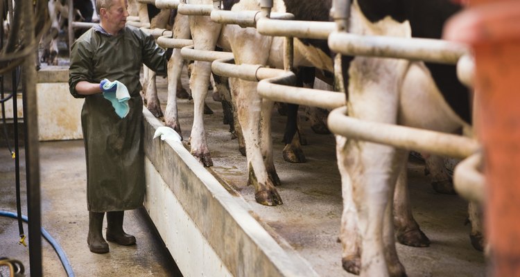 Em alguns lugares do mundo, utiliza-se uma máquina capaz de excitar os animais, técnica chamada de eletroejaculação