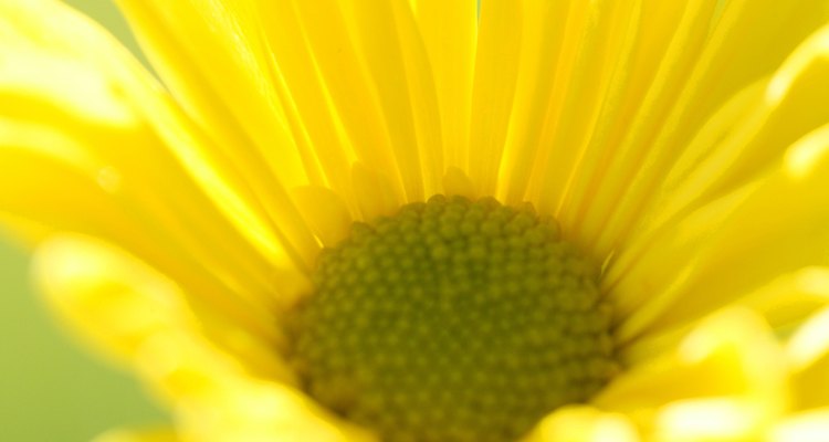 Cared for properly, the Euryops will be covered in bright yellow flowers.