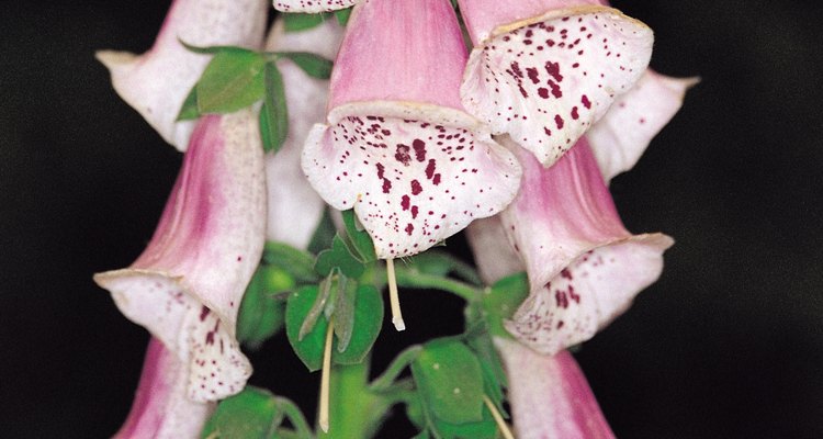 Foxgloves do not attract slugs.