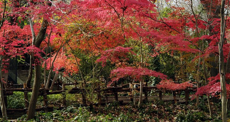Act quickly to repair broken limbs on Japanese maple.