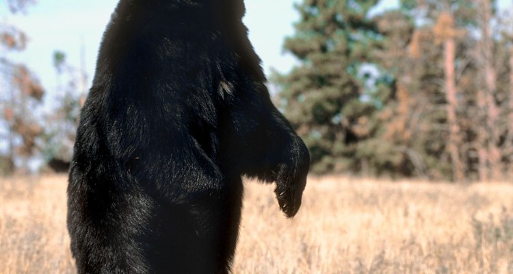 Un oso negro parado es curioso, no necesariamente peligroso.