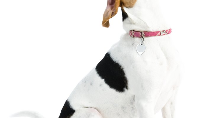 Give your dog a treat after the first time walking with a slip lead.