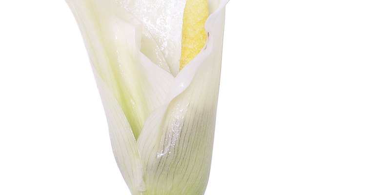 El género de lilium representa a más de 100 especies de plantas con flores perennes comúnmente llamadas azucenas.