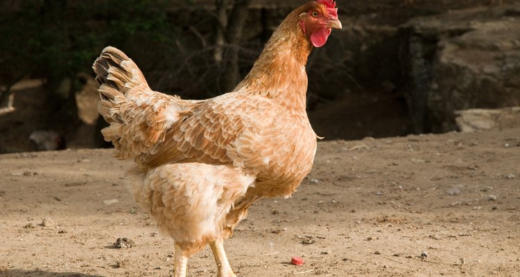 The modern domestic chicken is a descendent of the red jungle fowl.
