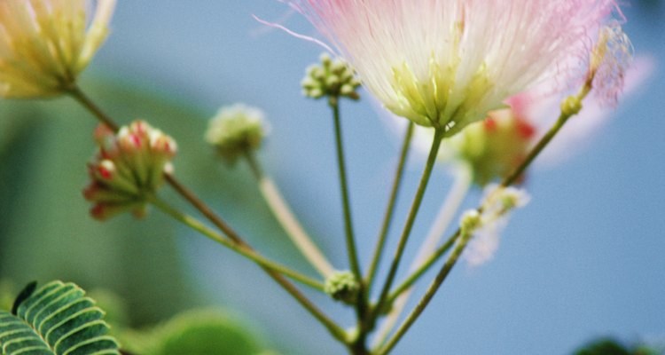 Las delicadas hojas y flores del árbol Mimosa.