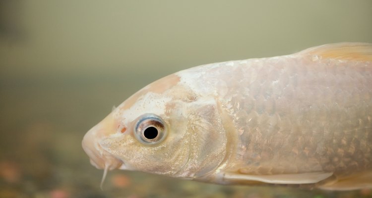 Koi fish are sensitive to bacteria and stress.