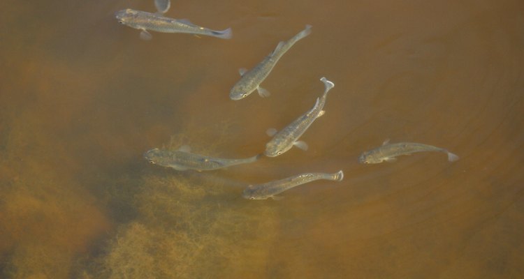 Grupo de peces guppy.