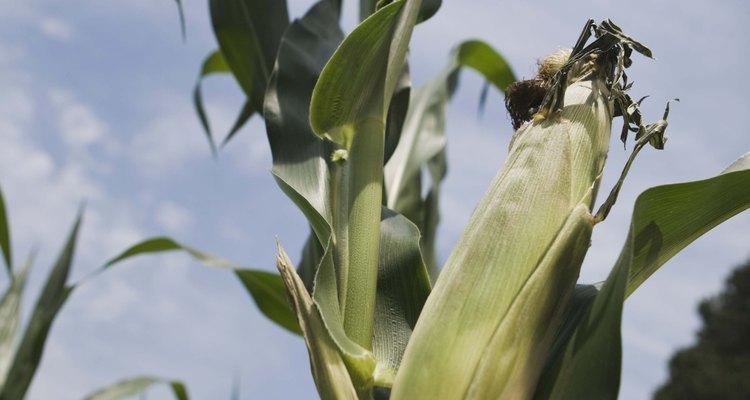 La planta de maíz tiene partes femeninas y masculinas.