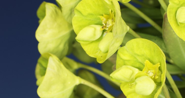 Euphorbia Esula, or leafy spurge, is a tough, hardy invasive plant.