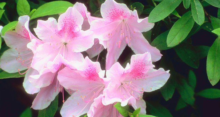 Las andromedotoxinas se encuentran en las hojas y el néctar de las plantas de azalea.
