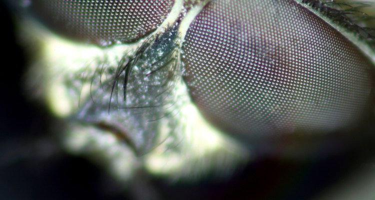 Las moscas pueden llevar enfermedades transmisibles a humanos.