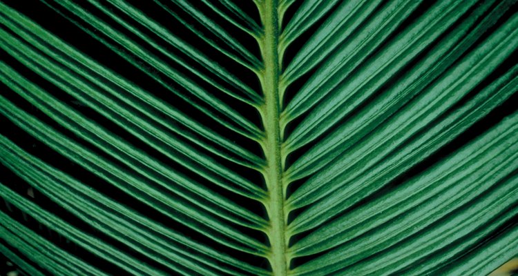 Los folíolos verde oscuro, limpios y satinados en una fronda de hoja de palmera sagú.