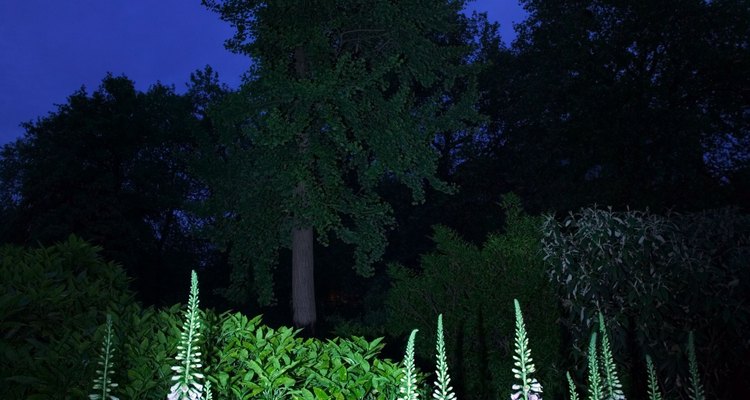 Foxglove is beautiful but potentially problematic.