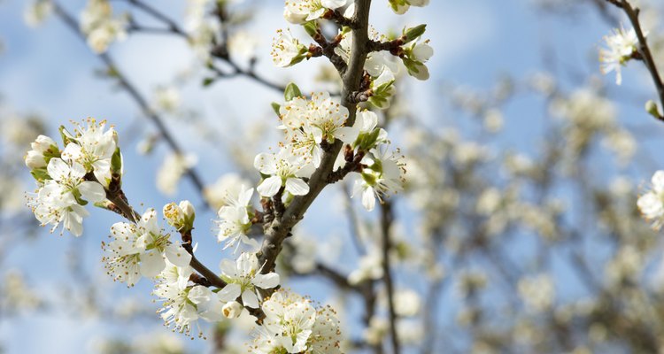 You can identify an ornamental pear by the sickenly sweet smell of the blooms.