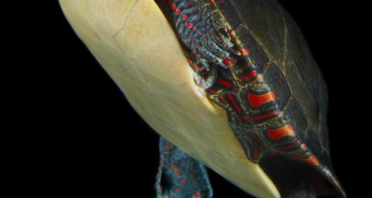 Las tortugas evolucionaron aparte de los otros reptiles.