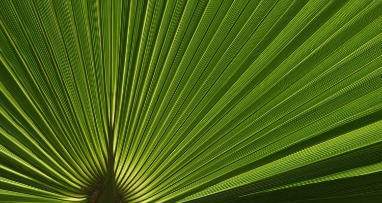 Un nativo del sudeste de Estados Unidos, el palmito enano te dará un árbol tropical compacto.