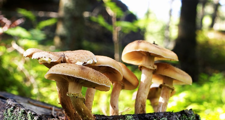 Wild mushrooms can be poisonous.