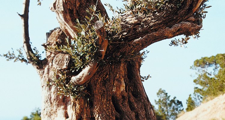 Los olivos han sido cultivados durante aproximadamente 7.000 años.