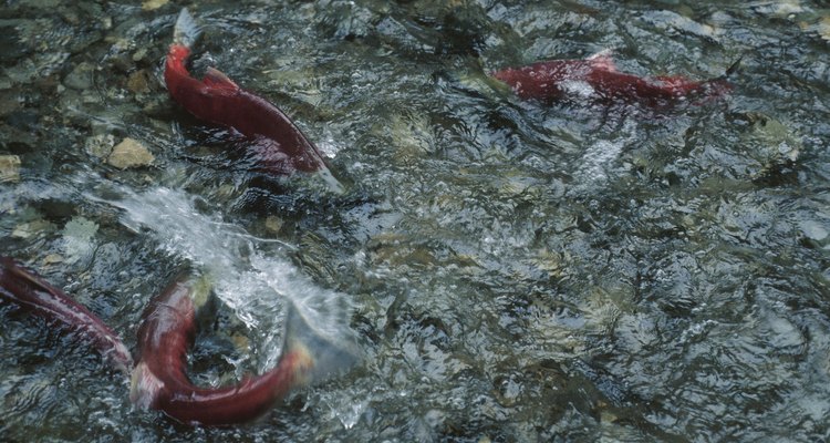 Otra actividad posible en el otoño es la pesca de salmón.
