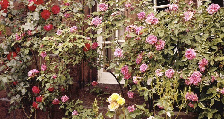 Puedes combinar dos diferentes colores de rosas en un arbusto por medio de un injerto.