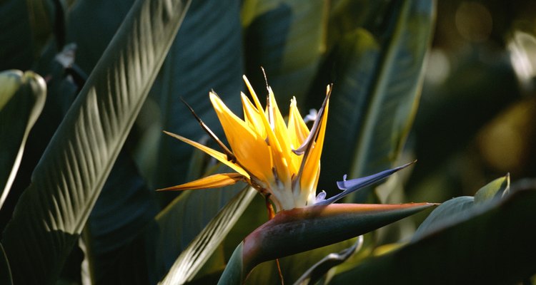 La Strelitzia nicolai se relaciona con la flor ave del paraíso.
