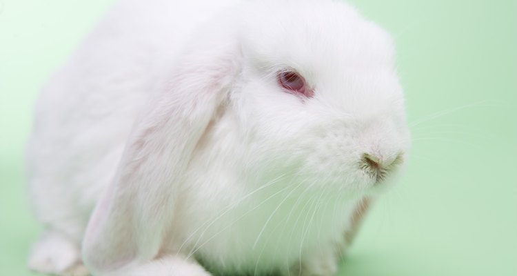 Os coelhos vêm em diferentes cores e comprimentos de pelagem